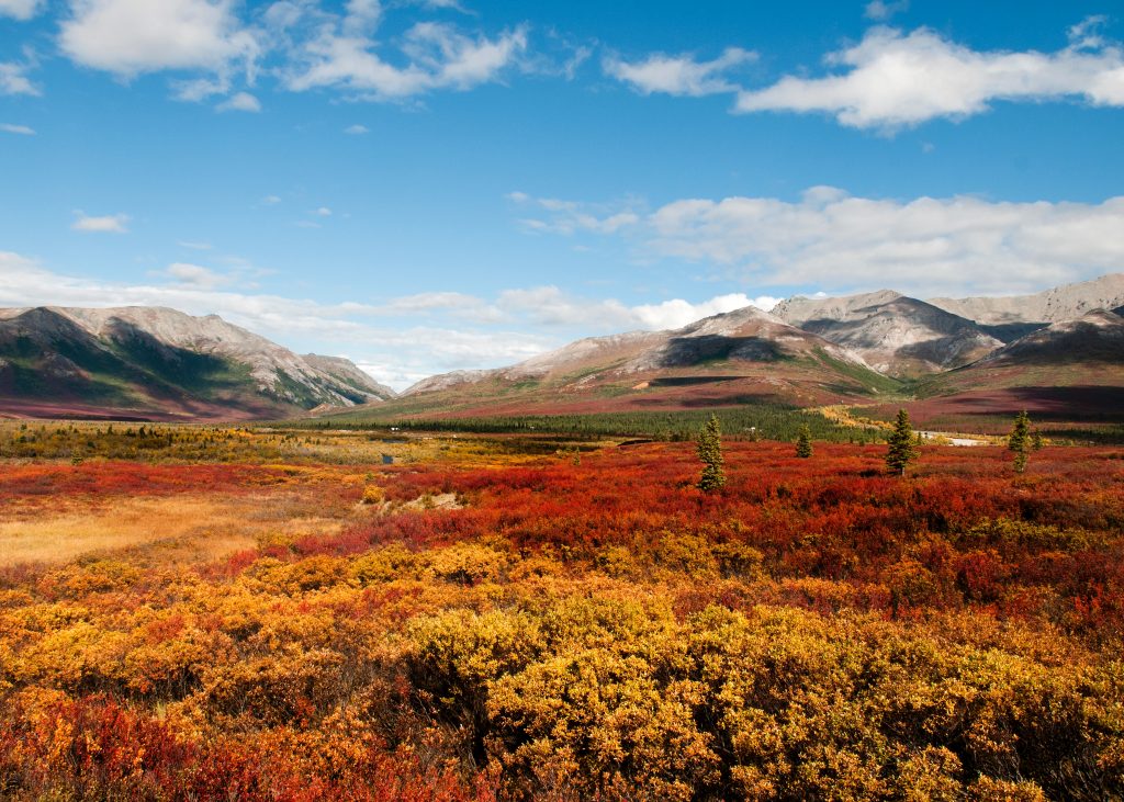 AltText:orange and red landscape leading up to brown and snow-capped mountains
Description: The Savage River area of Denali is one of the best places in the park to enjoy fall colors, generally around the third week of August.
